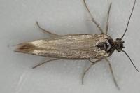 Scythris limbella