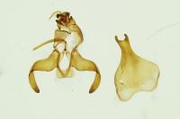 Scythris limbella