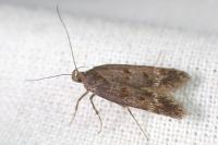 Prolita solutella