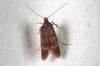 Prolita solutella