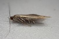 Coleophora trifolii
