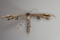 Capperia britanniodactyla