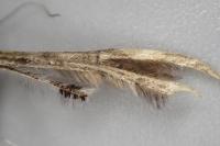 Capperia britanniodactyla