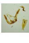 Capperia britanniodactyla