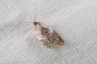Acleris variegana
