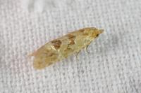 Aethes moribundana