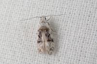Altenia scriptella