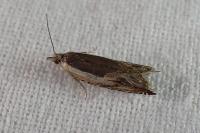 Ancylis apicella