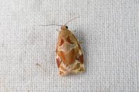 Archips xylosteana