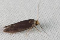 Cephimallota crassiflavella