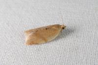 Clepsis consimilana