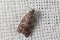 Cnephasia