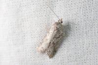Cnephasia