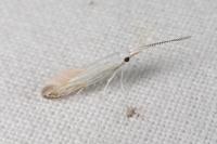 Coleophora