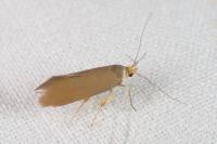 Crassa unitella