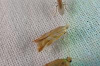 Mirificarma eburnella