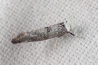 Paraswammerdamia albicapitella