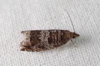 Ancylis achatana