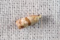 Phalonidia contractana
