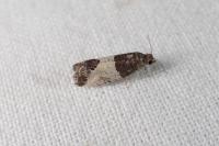 Spilonota ocellana