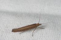 Ypsolopha ustella