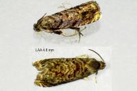 Grapholita janthinana