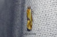 Batia lunaris