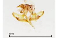 Batia lunaris