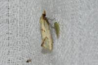Agapeta hamana