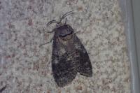 Cossus cossus