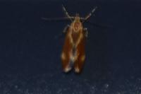 Metalampra