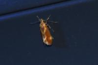 Metalampra