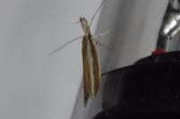 Pleurota aristella