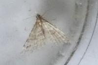 Alucita zonodactyla