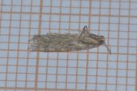 Alucita zonodactyla