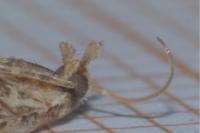 Alucita zonodactyla