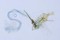 Alucita zonodactyla