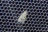 Symmoca signatella