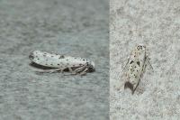 Yponomeuta plumbella