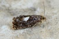 Notocelia tetragonana