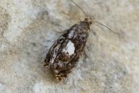 Notocelia tetragonana