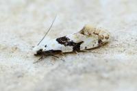 Nemapogon clematellus