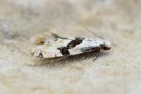 Nemapogon clematellus