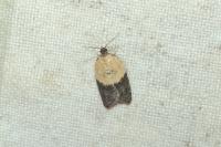 Acleris variegana