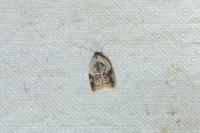 Acleris variegana