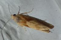 Eucosma