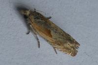 Eucosma