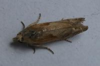 Eucosma