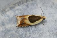 Ancylis badiana