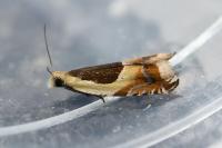 Ancylis badiana